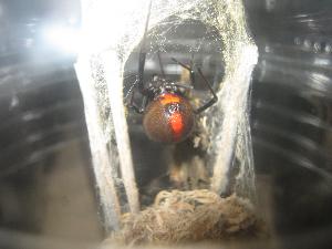 Latrodectus mactans (Schwarze Witwe)