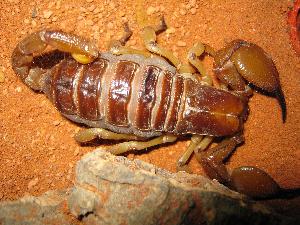 Opistophthalmus boehmi (Skorpion )
